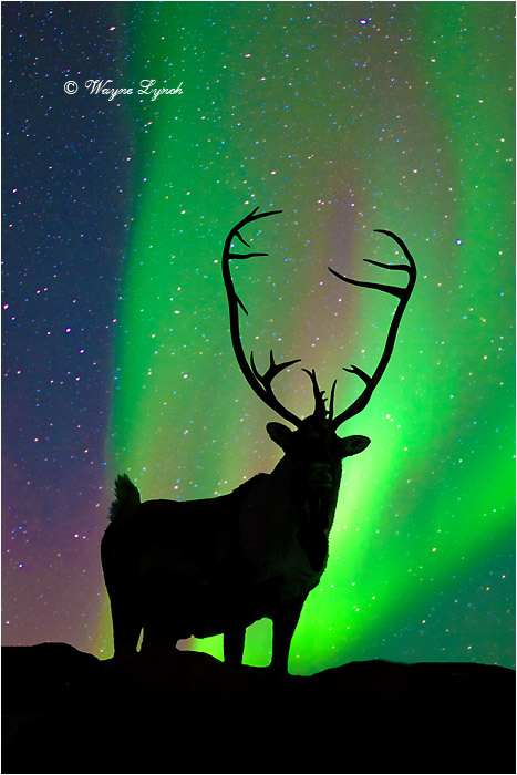 Caribou Bull & the Northern Lights 105 by Dr. Wayne Lynch &copy;